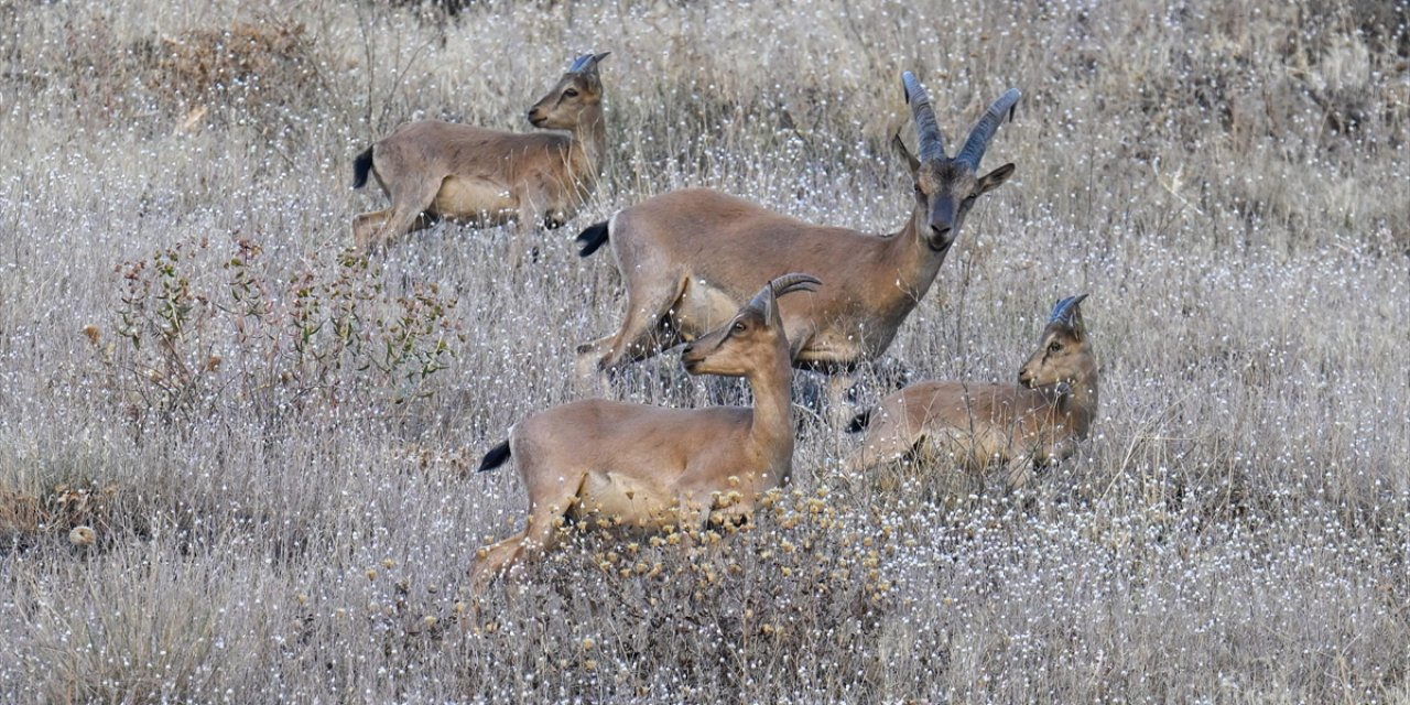 Hakkari'de Koruma Altındaki Dağ Keçileri Görüntülendi
