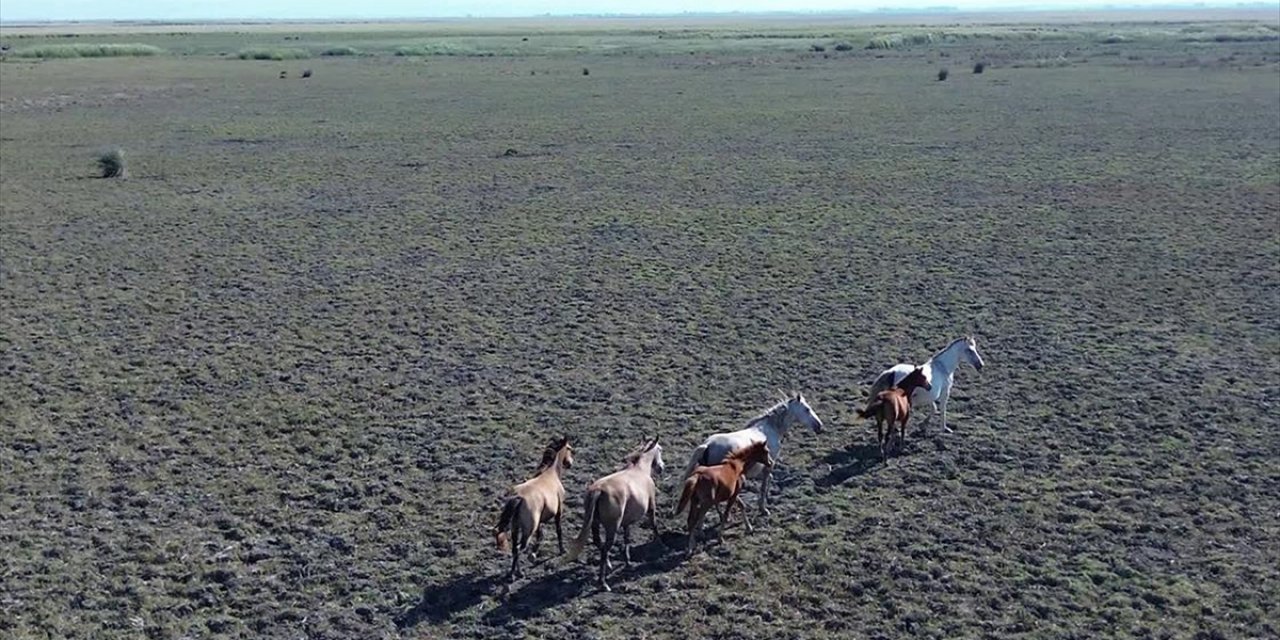 Kızılırmak Deltası Kuş Cenneti’nde Yaklaşık 450 Yılkı Atı Yaşıyor
