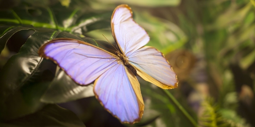 'Fotoğraf Stüdyosu' Gibi Kelebek Bahçesi
