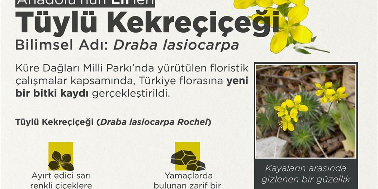 "Tüylü Kekreçiçeği" Yeni Tür Olarak Bitki Florasına Eklendi