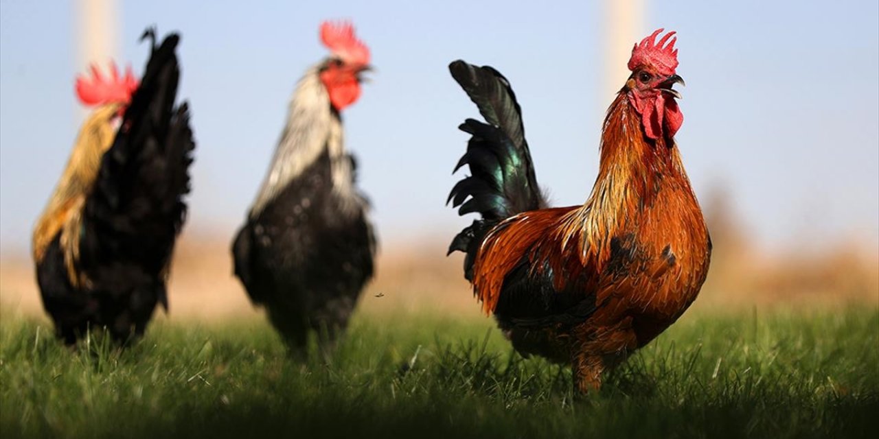 Denizli Horozunun Irkı Konya'daki Enstitüde Korunuyor