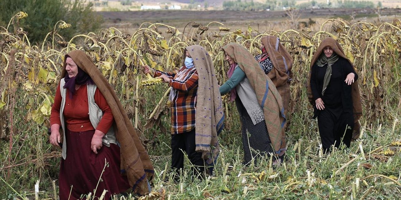 Erzurum'un Ehramlı Kadın Çiftçileri, Kurdukları Kooperatifle Üretime Katkı Sağlıyor