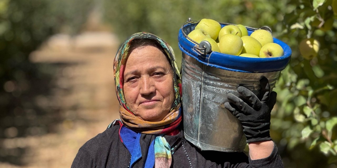 Elma Diyarı Isparta'da Hummalı Hasat Mesaisi