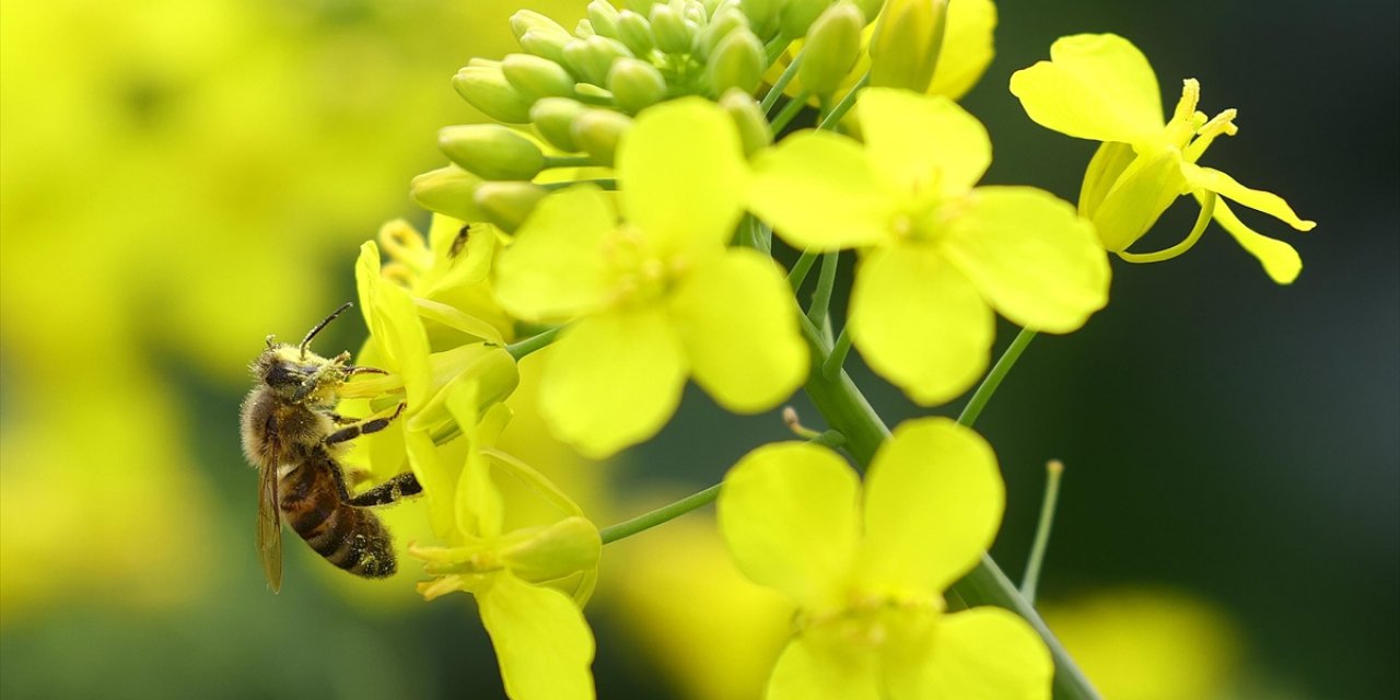 Biyoçeşitlilik ve Habitatın Korunması İçin Geliştirilen Projelere Destek Verilecek