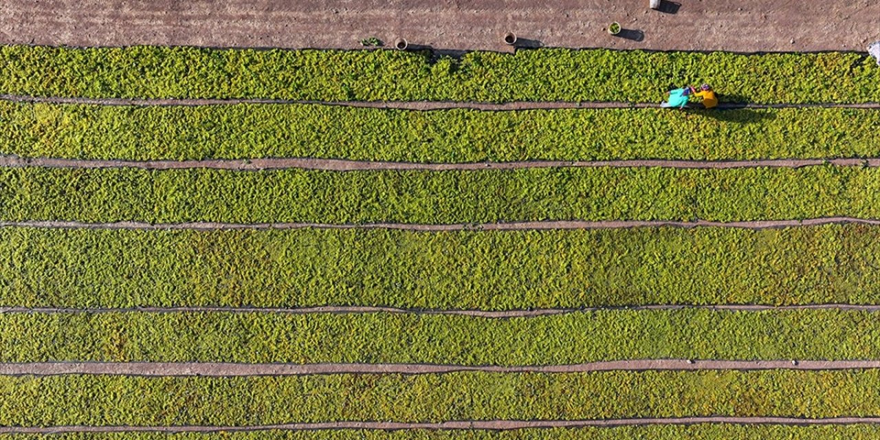 Çiftçilere 349 Milyon Lira Tutarında Destekleme Ödemesi Bugün Yapılacak