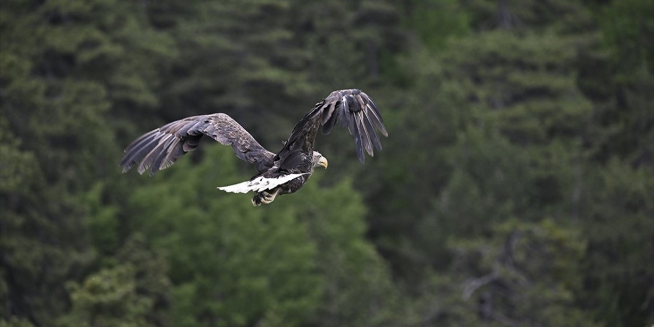 DKMP'de 13 Yılda Yaklaşık 73 Bin Yaban Hayvanı Tedavi Edilerek Doğaya Salındı