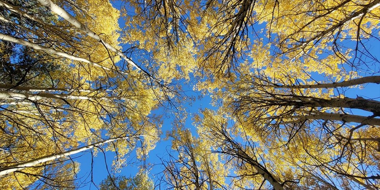 Kars'ın Doğası Sonbahar Renkleriyle Süslenmeye Başladı