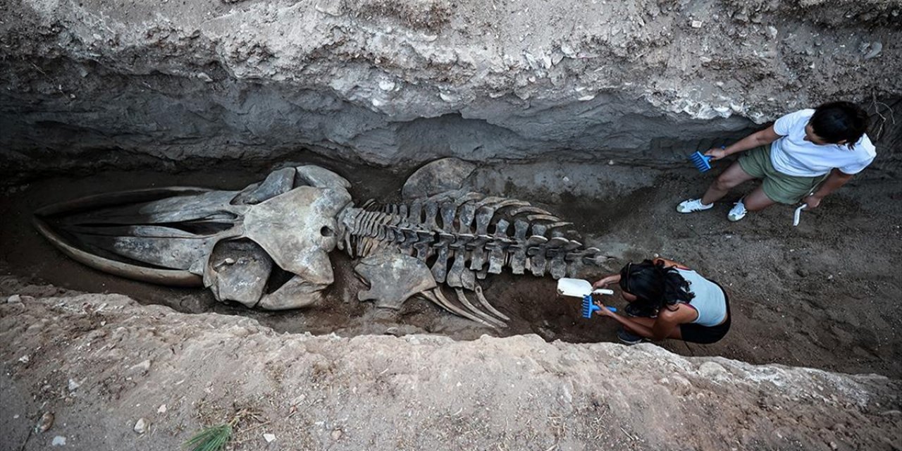 Mersin'de 4 Yıl Önce Gömülen Fin Balinasının İskeleti Topraktan Çıkarılıyor