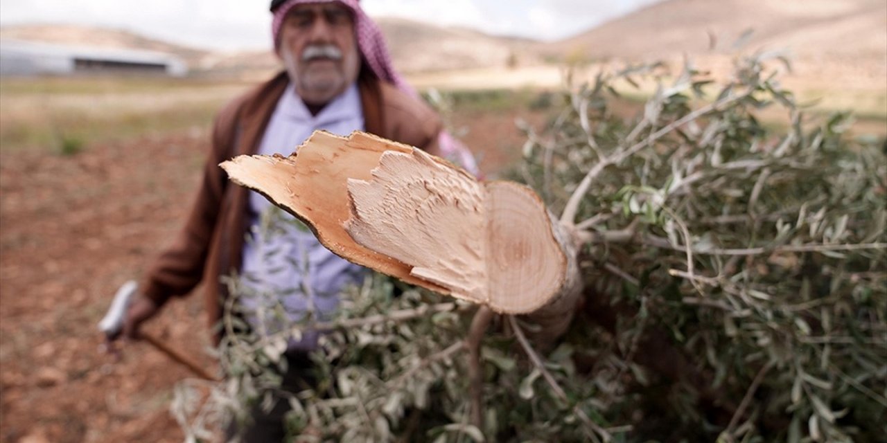 Filistin Topraklarını Gasbeden İsrailliler, Batı Şeria'da Filistinlilere Ait 150 Zeytin Ağacını Kesti