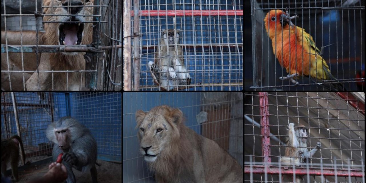 Filistinli Aile Gazze'nin En Eski Hayvanat Bahçesinin Sakinlerini Yaşatmak İçin Yoğun Çaba Harcıyor