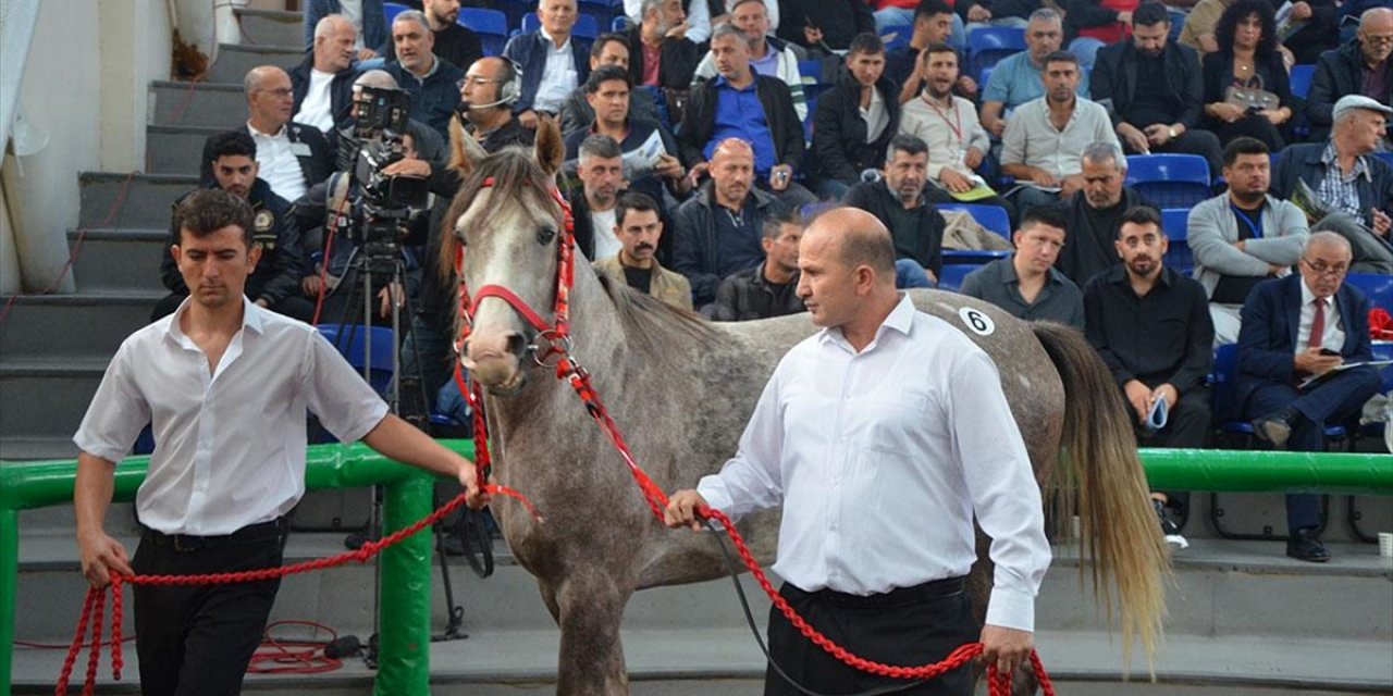 Tigem'in Açık Artırmasında Arap Tayı 5 Milyon 250 Bin Liraya Satıldı