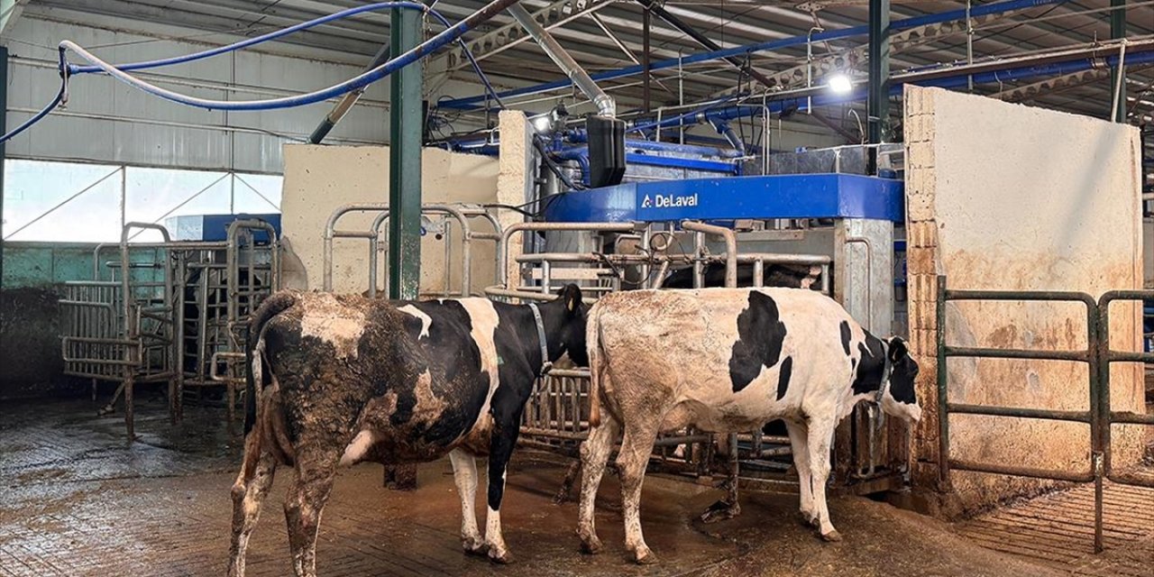 Robotla Sağılan İnekler Özel Yemle Ödüllendiriliyor