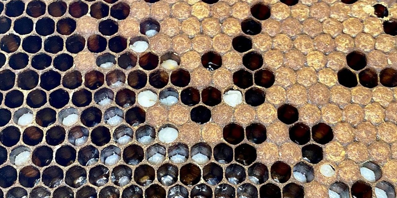 Apiterapi Otoimmün Hastalıkların Tedavisinde Umut Oluyor