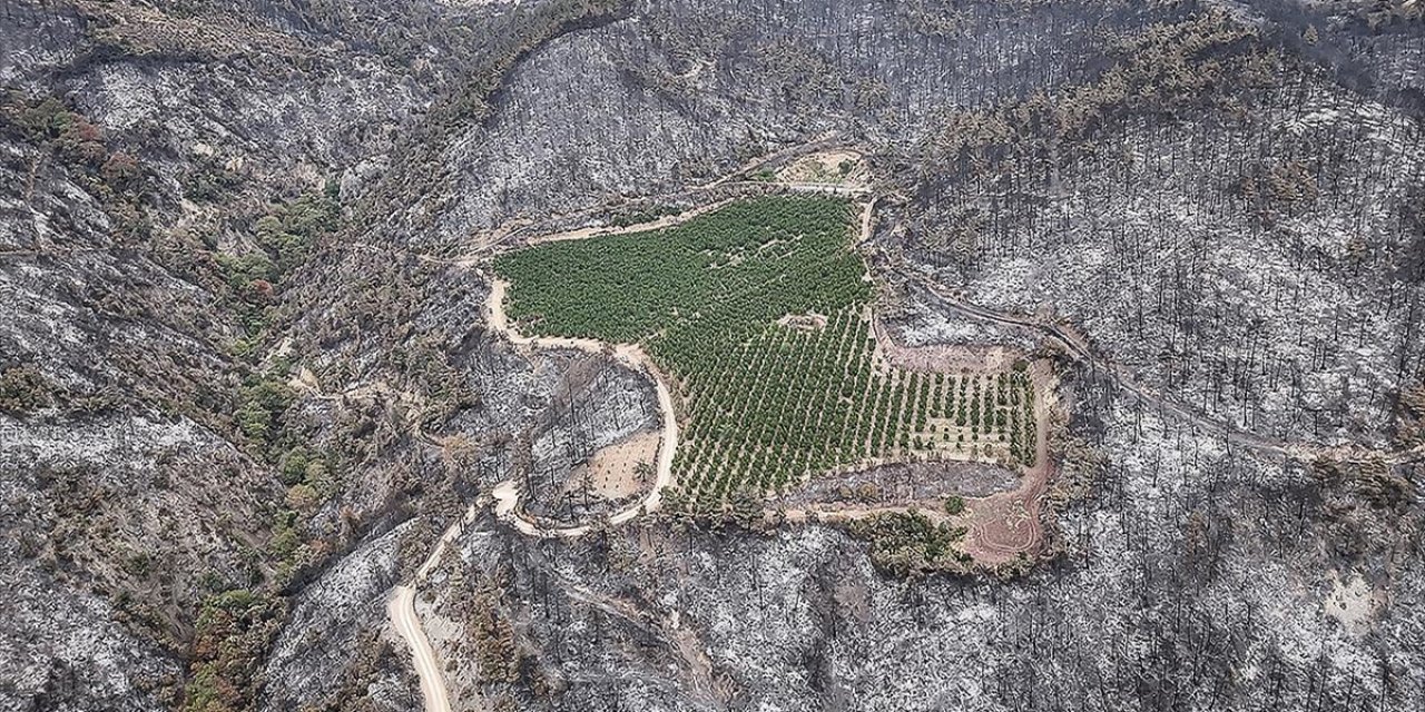 Bu Yıl Çıkan 6 Bin 800 Orman Yangınında Toplam 80 Bin Hektar Alan Yandı