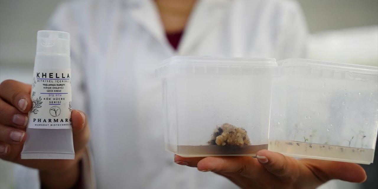Çanakkale Teknopark'ta Bitki Kök Hücresinden Kırışıklık Giderici Krem Geliştirildi