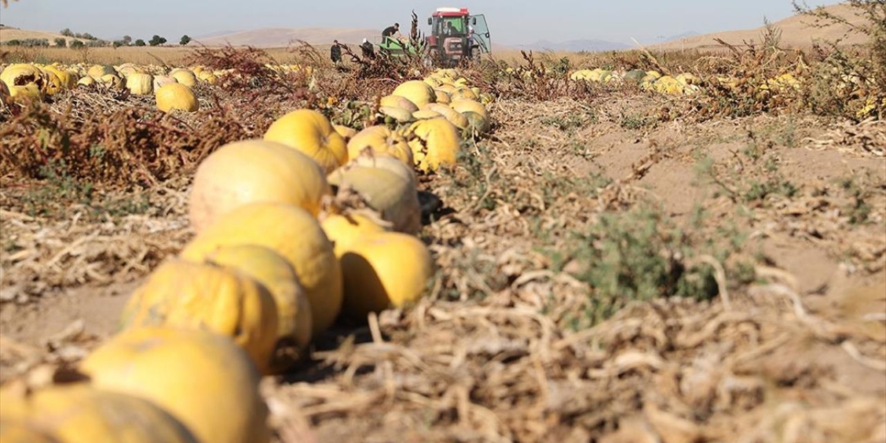 Nevşehir'in Tescilli Kabak Çekirdeğinde Ekim Alanı ve İhracat Arttı