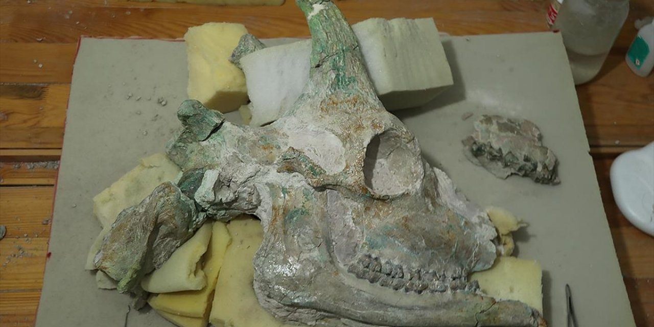 Çankırı'da Zürafaya Ait Kafatası Fosili Bulundu