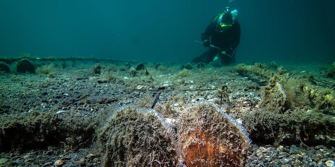 Marmara'da "Umut"un İzinden Giden Bebek Pina Sayısı Artıyor