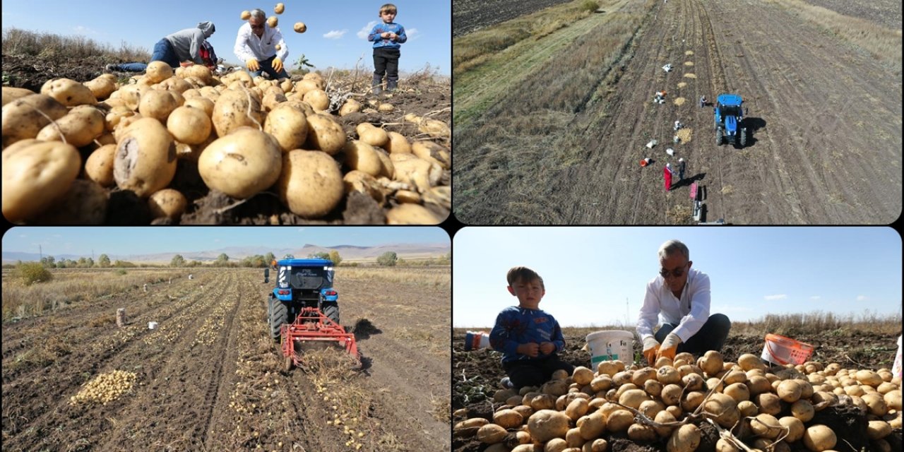 Kars'ta Hava Erken Soğuduğu İçin Toprak Donmadan Patatesler El Birliğiyle Hasat Ediliyor