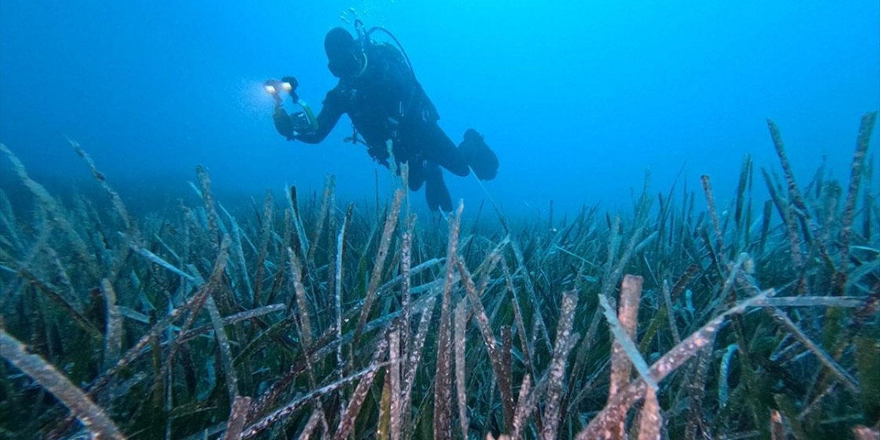 Göcek'te Ekilen 10 Bin Deniz Çayırının Yüzde 70'i Hayatta Kaldı