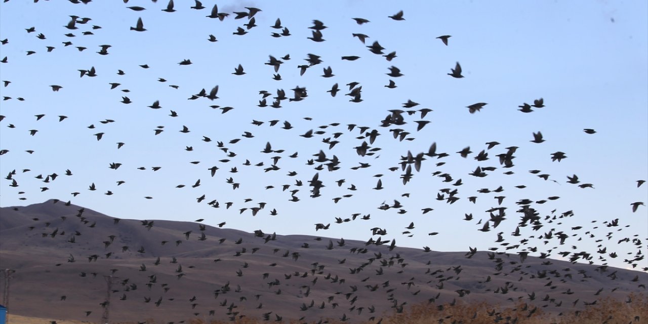 Göç Yolculuğu Başladı, Muş'taki Sulak Alanlar Kuşlarla Şenlendi