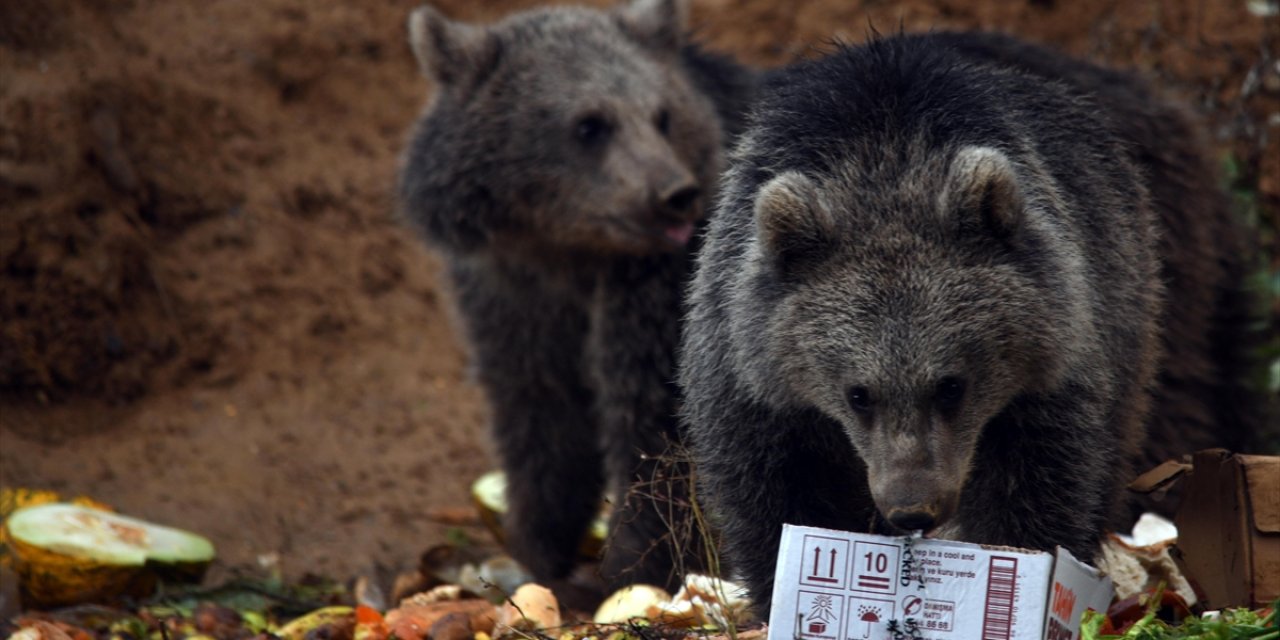 Kara Yolu Kenarını Mesken Edinen Ayı Yavrularını Bölge Sakinleri Besliyor