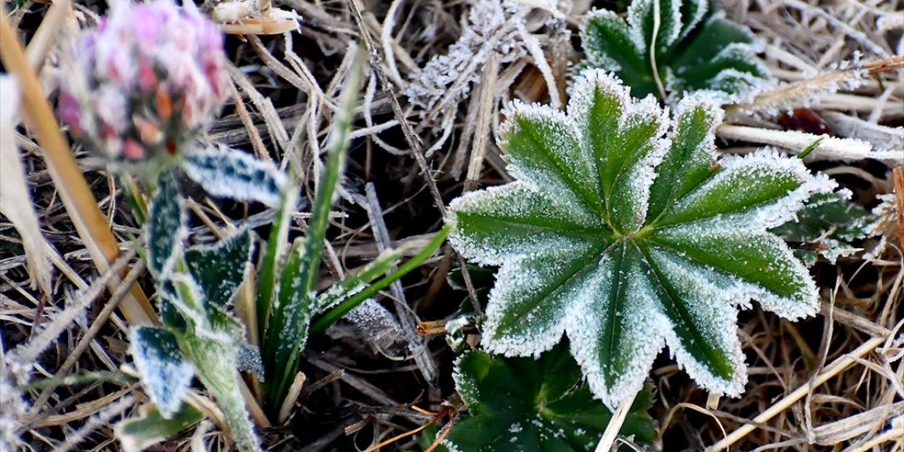 Sarıkamış'ta Araç Camları ve Bitkiler Kırağı Tuttu