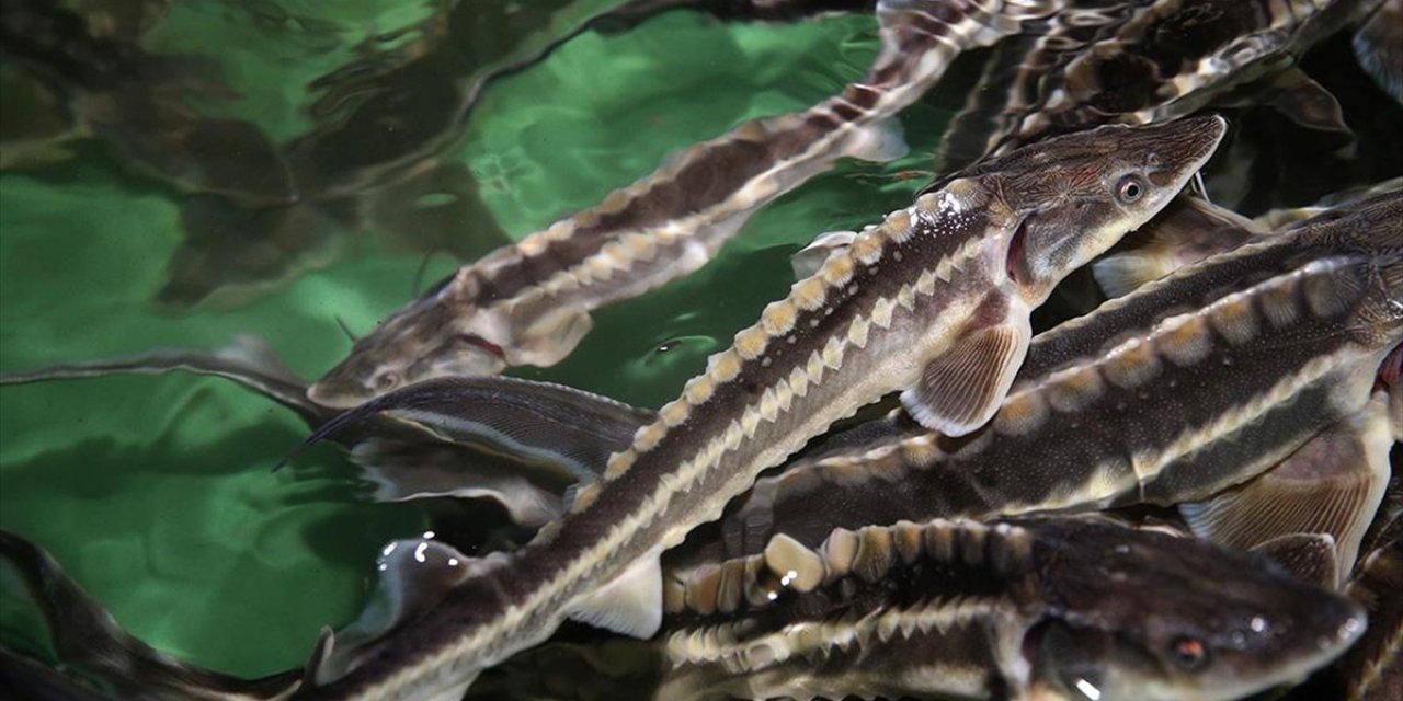 Nesli Tükenme Tehlikesi Altındaki Mersin Balığını Korumak İçin 15 Yıldır Çalışıyorlar