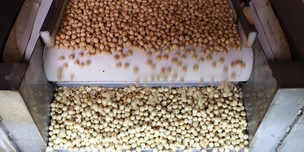 Türkiye Fındık İhracatından 9 Ayda 1,6 Milyar Doları Aşkın Gelir Sağladı