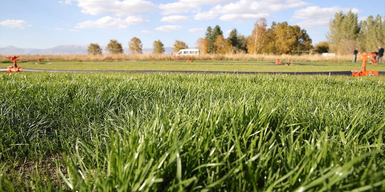 Topraksız Rulo Çim Üretim Yöntemiyle Verimli Tarım Arazilerinin Kaybolmasının Önlenmesi Hedefleniyor
