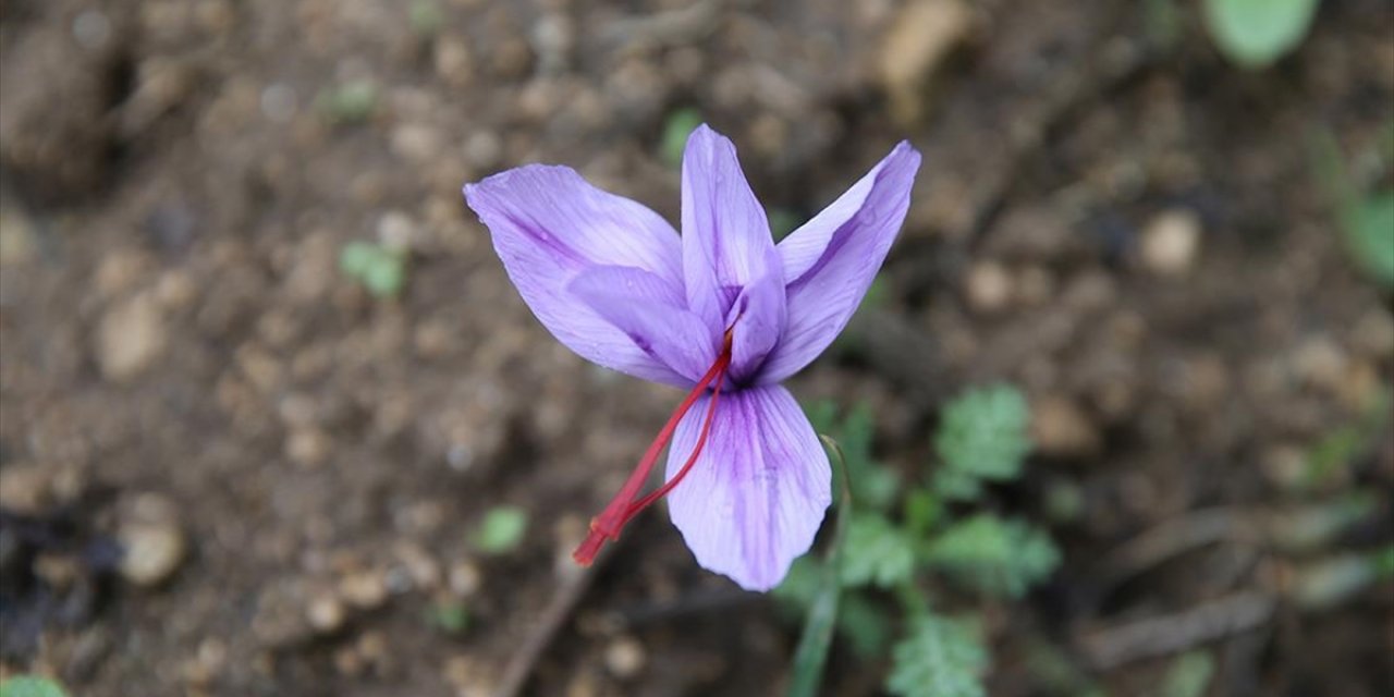 Karabük'te Ekilen "Mucize Bitki" Safran Çiçek Açtı