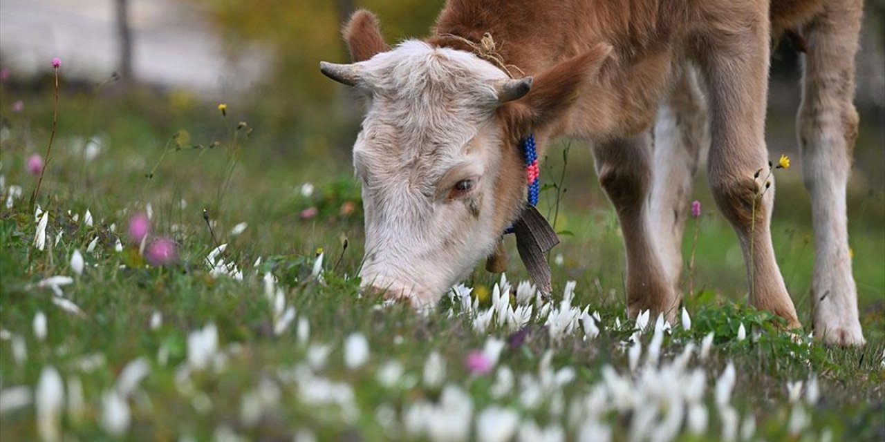 Trabzon'un Yüksek Kesimlerini "Vargit" Çiçekleri Süsledi