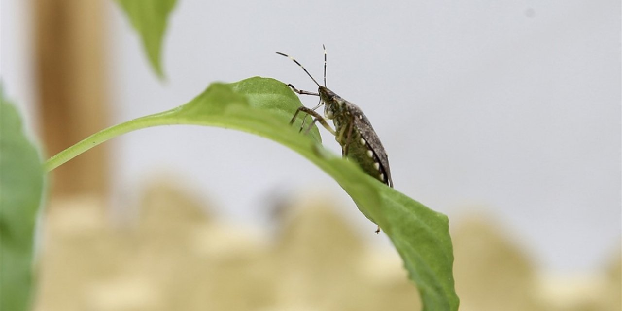 Kahverengi Kokarca Zararlısına Karşı 1 Milyondan Fazla Hane İlaçlandı