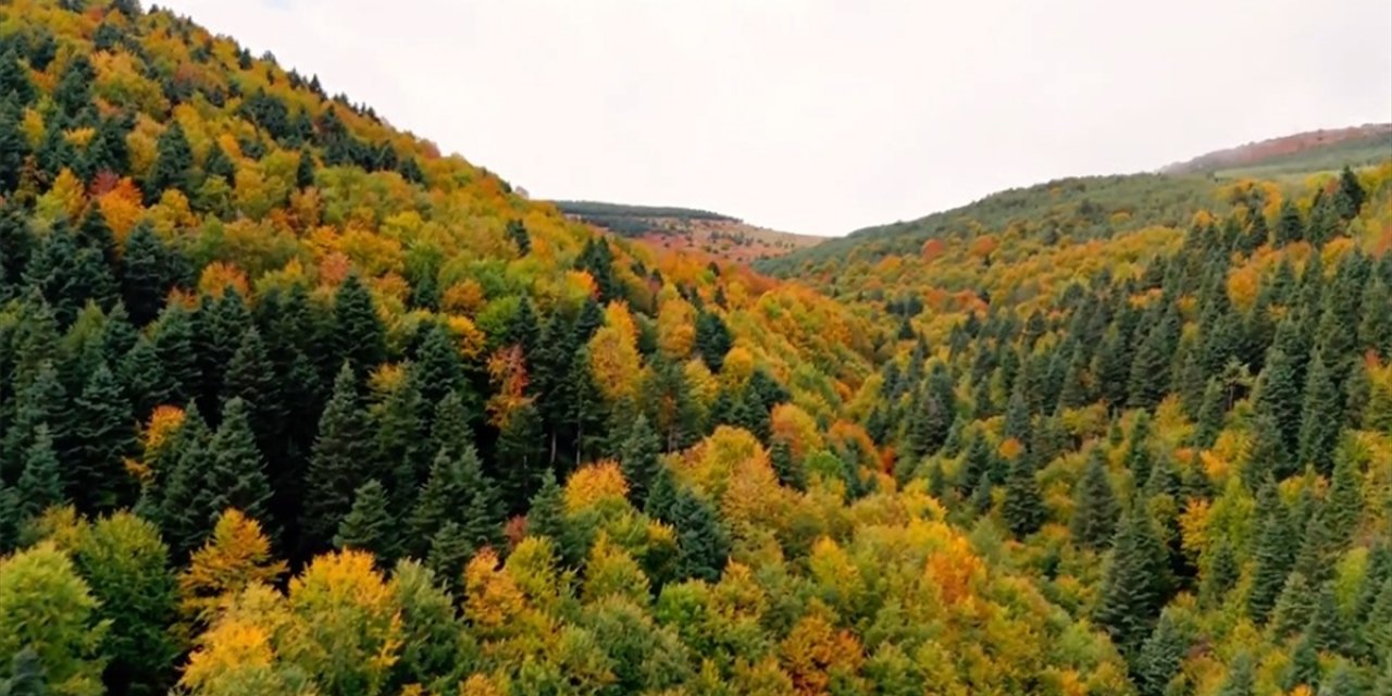 Samsun'un Alaçam İlçesinde Sonbahar Doğaya Hakim Oluyor
