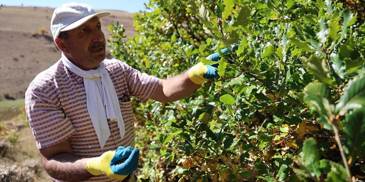 Cebinde Taşıdığı Tohumları 21 Yıldır Köyünün Çorak Arazileriyle Buluşturuyor