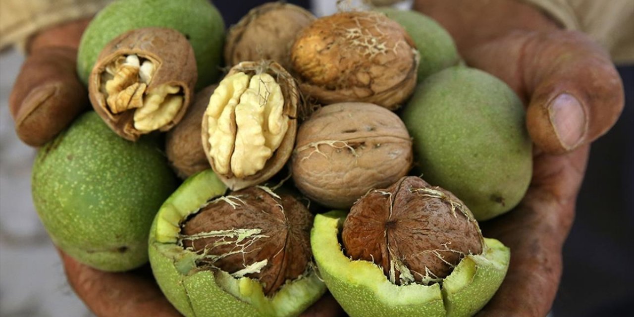Ceviz Hasadındaki Yüksek Verim Bitlisli Üreticilerin Yüzünü Güldürdü
