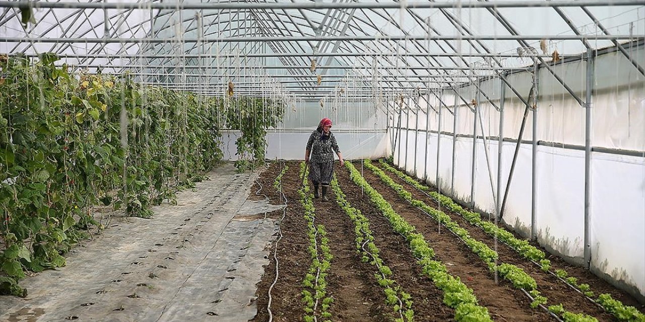 Edirneli Şirin Teyze İkinci Serasına Kavuşuyor