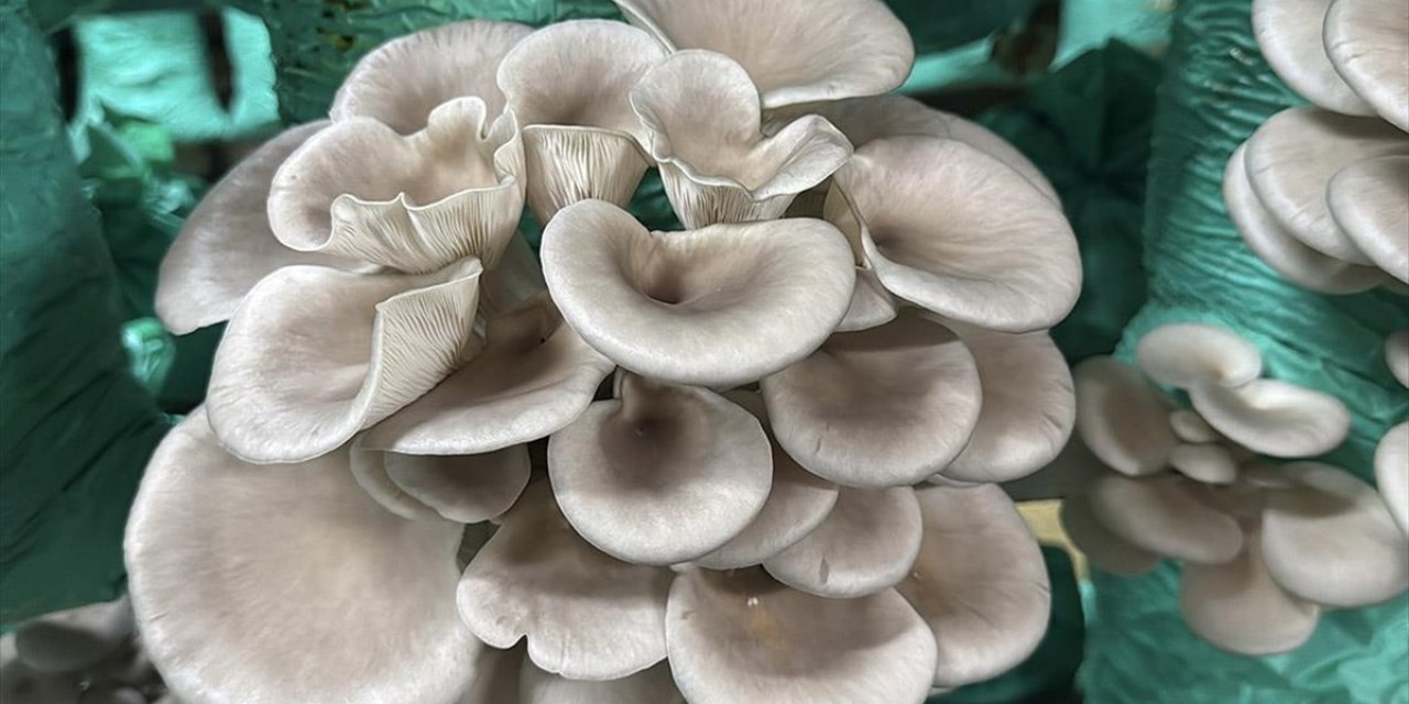 Afyonkarahisarlı Kadın Girişimci Çadır Seralarda Yılda 40 Ton İstiridye Mantarı Üretiyor