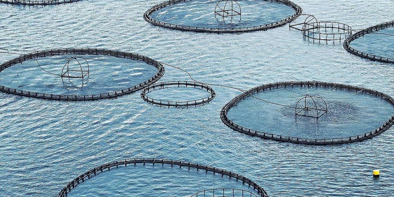 Muğla'dan 9 Ayda 545 Milyon Dolarlık Balık İhracatı Yapıldı