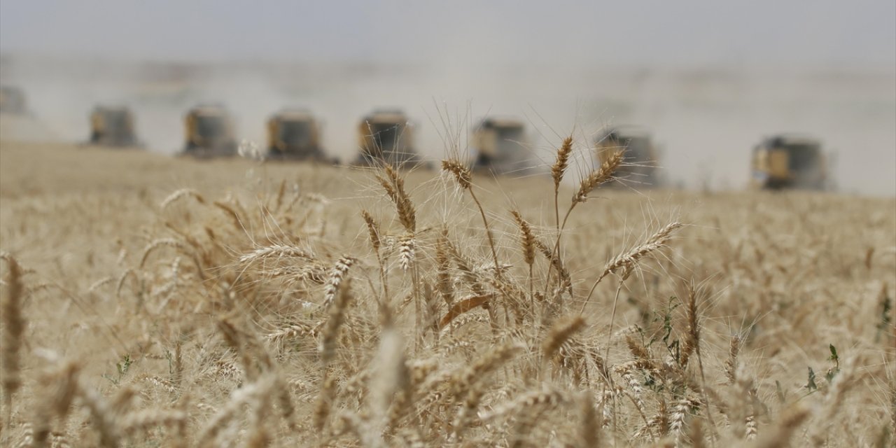 Güneydoğu Anadolu'dan 9 Ayda 2,6 Milyar Dolarlık Hububat İhracatı Gerçekleştirildi