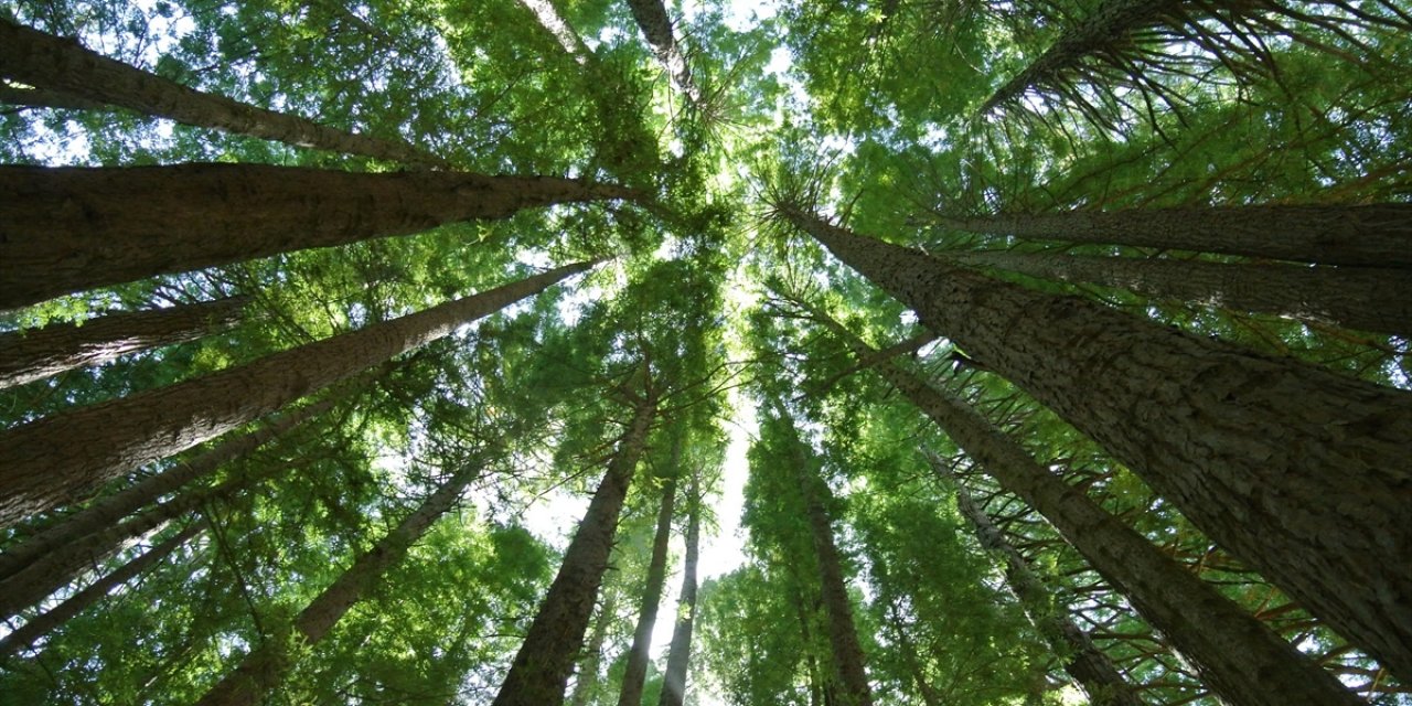 Avustralya'nın Tropikal Yağmur Ormanları Artık Emdiğinden Daha Fazla Karbondioksit Salıyor