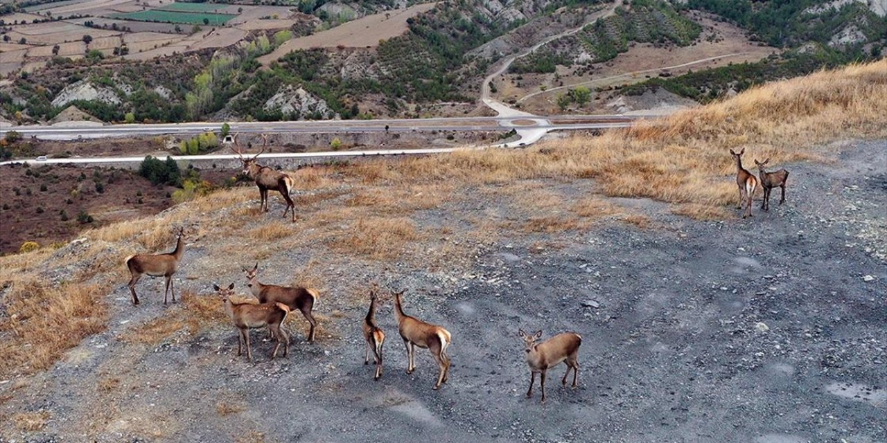 Kastamonu'da Sürü Halinde Gezen Kızıl Geyikler Doğal Ortamında Görüntülendi