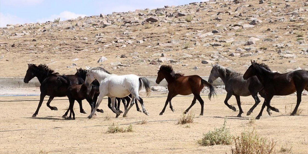 Özgürlüğün Simgesi Yılkı Atları Erciyes'te Dörtnala Koşuyor
