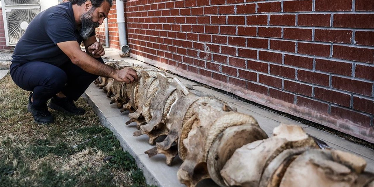 Mersin'de Topraktan Çıkarılan Balina İskeleti Birleştirilip Sergileneceği Günü Bekliyor