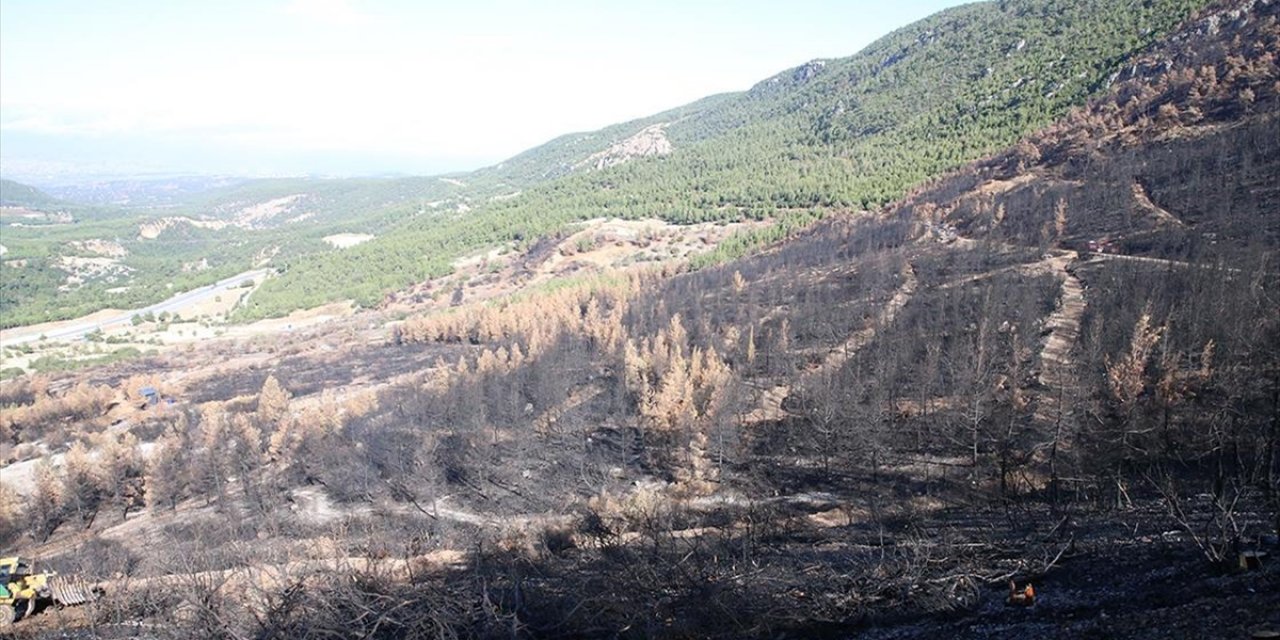 Denizli ve Uşak'ta 20 Yılda 306 Milyon Fidan Toprakla Buluşturuldu