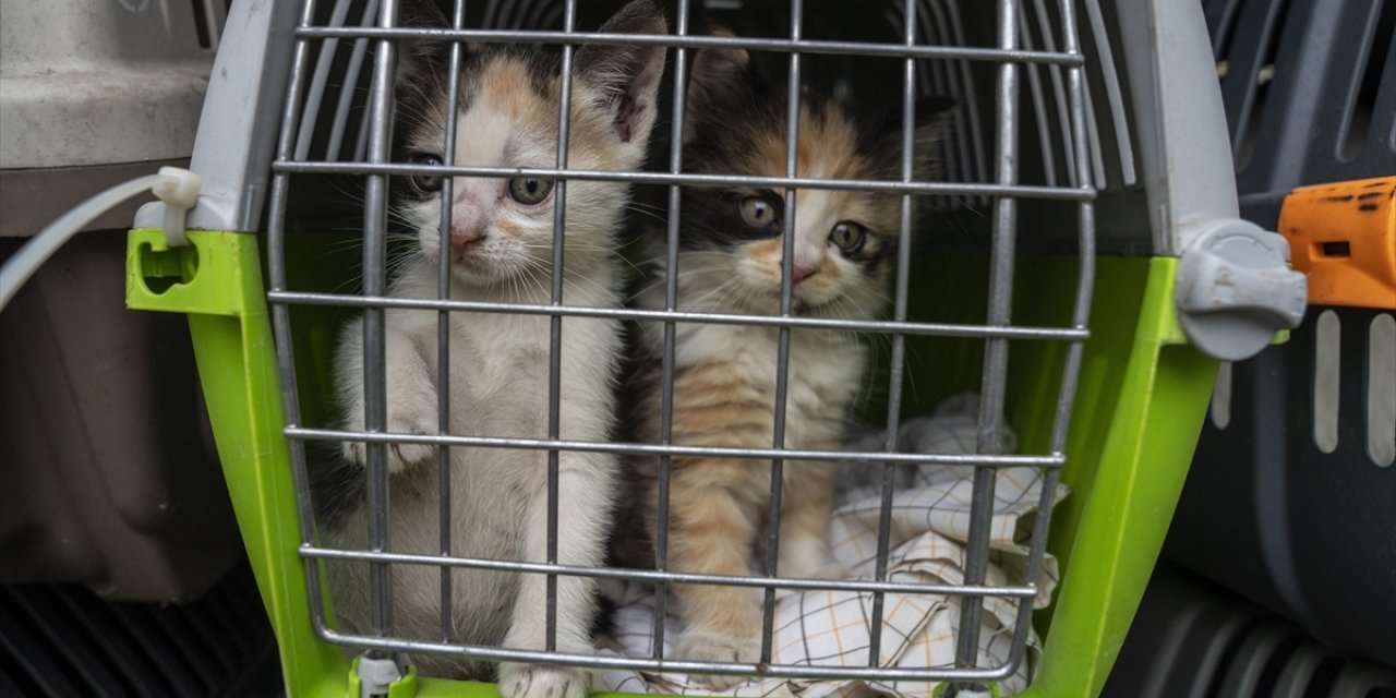 AB Mahkemesi, Uçuşlarda Evcil Hayvanı "Bagaj" Olarak Sınıflandırdı