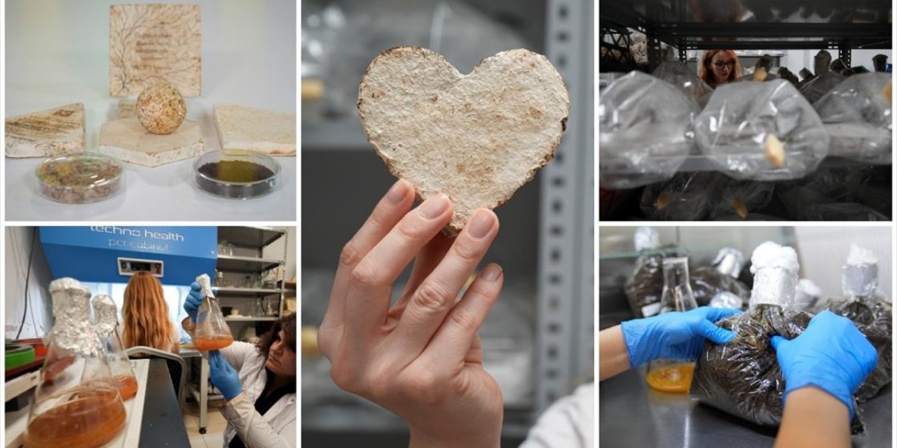 İzmir'de Mantar ve Organik Atıklardan Çevreci Yalıtım Malzemesi Geliştirildi