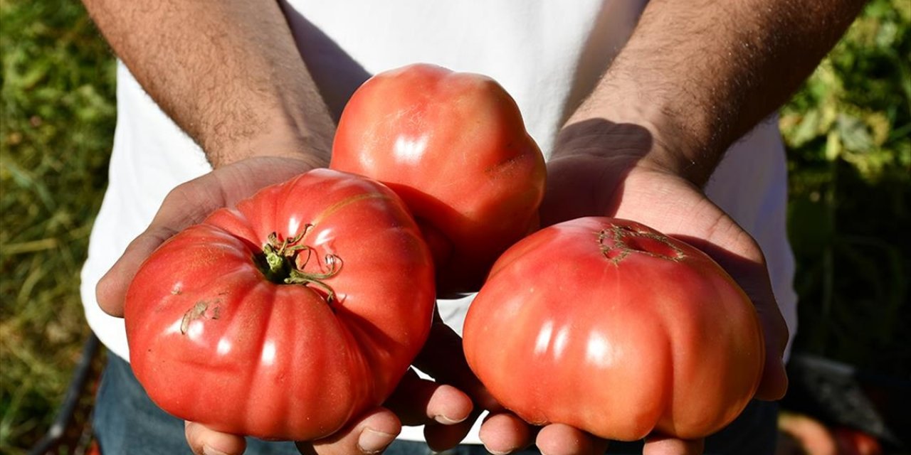 Tescilli Kozluk Domatesi İriliğiyle Göze, Lezzetiyle Damaklara Hitap Ediyor