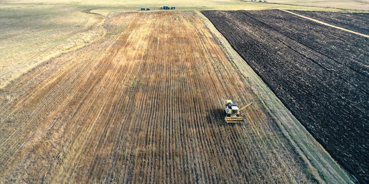 Kars'ta Devlet Desteğiyle Ekilen Yağlık Ayçiçeği Üreticisini Sevindirdi