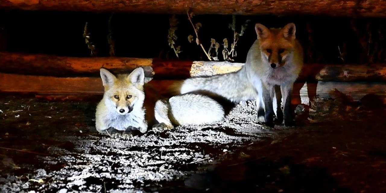 Havaların Soğuduğu Kars'ta Bozayılar ve Kızıl Tilkiler İlçe Merkezine İndi